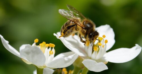 abeille dans le jardin